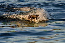 Transient race Killer whale (Orcinus orca) attacking a Pigeon Guillemot (Cepphus columba) at sunset, Vancouver Island, British Columbia, Canada, July.
