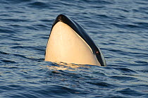 Killer whale (Orcinus orca) spyhopping, Vancouver Island, British Columbia, Canada, July.
