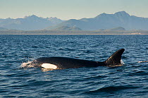 Killer whale (Orcinus orca) swimming at surface at sunset, transient race, Vancouver Island, British Columbia, Canada, July.