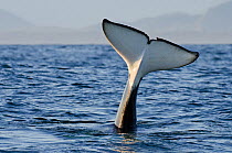 Killer whale (Orcinus orca) tail slapping at sunset, transient race, Vancouver Island, British Columbia, Canada, July.