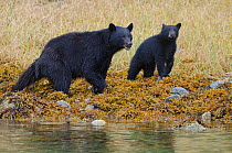 Vancouver Island black bear (Ursus americanus vancouveri) mother and cub foraging on a beach,  Vancouver Island, British Columbia, Canada, July.