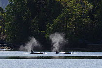 Killer whale (Orcinus orca) pod, with two exhaling, transient race, Vancouver Island, British Columbia, Canada, July.