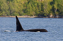 Killer whale (Orcinus orca) male at surface, transient race, Vancouver Island, British Columbia, Canada, July.