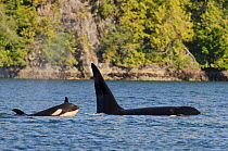 Killer whale (Orcinus orca) male with calf at surface, transient race, Vancouver Island, British Columbia, Canada, July.
