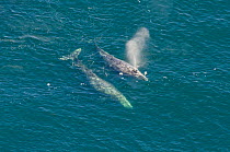 Grey whale (Eschrichtius robustus) exhaling at the surface, aerial shot, Vancouver Island, British Columbia, Canada, July.