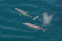 Grey whales (Eschrichtius robustus) aerial shot of two, with water vapor from exhalation at surface,  Vancouver Island, British Columbia, Canada, July.