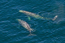 Grey whale (Eschrichtius robustus) aerial shot of two at surface, Vancouver Island, British Columbia, Canada, July.