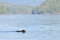 Vancouver Island black bear (Ursus americanus vancouveri), juvenile swimming, on the coastline, coastal, Vancouver Island, British Columbia, Canada, July.