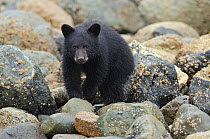 Vancouver Island black bear (Ursus americanus vancouveri) cub foraging for crabs on a beach,  Vancouver Island, British Columbia, Canada, July.