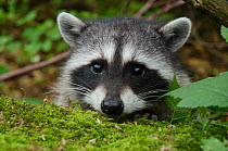 Raccoon (Procyon lotor) kit portrait,, Stanley Park, Vancouver, British Columbia, Canada, July.