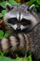 Raccoon (Procyon lotor) kit, Stanley Park, Vancouver, British Columbia, Canada, July.
