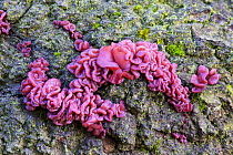 Purple jelly fungus (Ascotremella faginea) Derbyshire, England, UK, October.