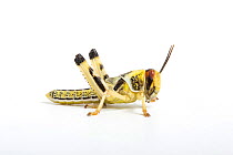 Desert locust nymph (Schistocerca gregaria) captive