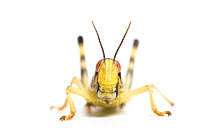 Desert locust nymph (Schistocerca gregaria) captive