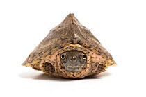 Razorback musk turtle (Sternotherus carinatus) juvenile, withdrawn into shell, captive from United States.