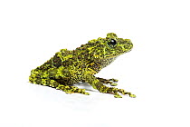 Mossy frog (Theloderma corticale) captive from Vietnam.