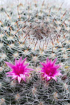 Cultivated Old lady cactus (Mammillaria hahniana) flower.