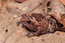 Brown bullfrog (Kaloula baleata) Sukau, Sabah, Malaysian Borneo.