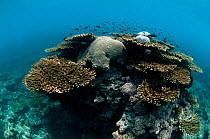 Corals (Acropora) with brain corals (Faviidae) protruding.  Karan Island, Saudi Arabia sector of the Arabian gulf