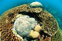 Corals (Acropora) with brain corals (Faviidae) protruding. Karan Island, Saudi Arabia sector of the Arabian gulf.