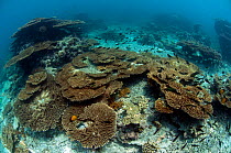 Table corals (Acropora) on the shallow reef. Karan Island, Saudi Arabia sector of the Arabian gulf.