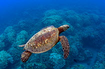 Hawaiian Green turtle (Chelonia mydas) swimming above a coral reef. Honolulu, Hawaii, May.