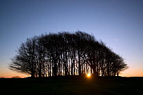 Trees at sunrise at Win Green, Dorset, England, UK, January