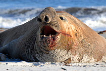 Southern elephant Seal (Mirounga leonina). Sea Lion Island. Falklands.