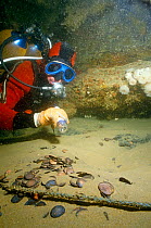 Diver examining English East India Company coins  from the wreck of the Admiral Gardner, wrecked 1809 on the Goodwin Sands, England, UK.