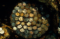 Coins from the English East India Company on the lid of a barrel, recovered from the wreck of the Admiral Gardner. Goodwin Sands, England.