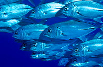 Bigeye trevally (Caranx papuensis) school. Blue Corner, Palau, Western Pacific.