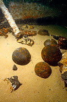 Cannonballs from the 'Admiral Gardner', wrecked 1809 on the Goodwin sands. England.