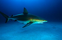 Caribbean Reef shark (Carcharhinus perezii) adult with fishing hook in jaw and wire trace attached. Bahamas. Caribbean.