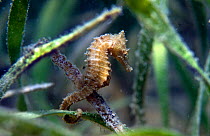 Thorny seahorse (Hippocampus histrix) found in sheltered lagoons and in seagrass. Indonesia.