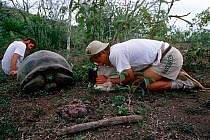 Cameraman and photographer Michael Pitts filming a Giant tortoise on the crater rim of the Alcedo Volcano,  Isabela Island. Galapagos.