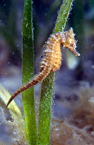 Thorny seahorse (Hippocampus histrix) found in sheltered lagoons and in seagrass. Indonesia.