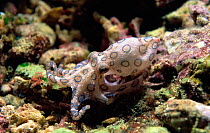 Blue-ringed octopus (Hapalochlaena) Sulu Sea, Philippines.