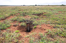 Cape Cobra (Naja nivea) adult emerging from burrow in gerbil colony. DeHoop Nature Reserve, Western Cape, South Africa, December.