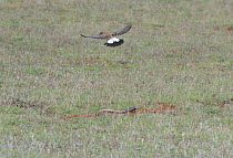 Cape Cobra (Naja nivea) hunting, mobbed by Capped wheatear (Oenanthe pileata) deHoop Nature Reserve, Western Cape, South Africa, December.