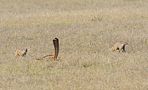Cape Cobra (Naja nivea) aggressive with hood expanded with curious Yellow mongooses (Cynictis penicillata) deHoop Nature Reserve, Western Cape, South Africa, December.