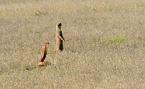 Cape cobra (Naja nivea) hunting and curious Yellow mongoose (Cynictis penicillata) deHoop Nature Reserve, Western Cape, South Africa, December.