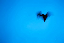 Straw-coloured fruit bat (Eidolon helvum) flying during migration, blurred motion, Kasanka National Park, Serenje, Zambia, Africa