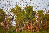 Large group of Straw-coloured fruit bats (Eidolon helvum) in flight during migration, Kasanka National Park, Serenje, Zambia, Africa