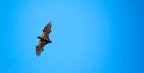 Straw-coloured fruit bat (Eidolon helvum) in flight during migration, Kasanka National Park, Serenje, Zambia, Africa