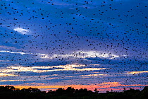 Large group of Straw-coloured fruit bats (Eidolon helvum) in flight at dawn during migration, Kasanka National Park, Serenje, Zambia, Africa