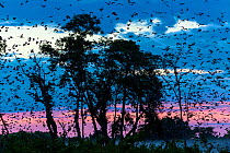 Large group of Straw-coloured fruit bats (Eidolon helvum) in flight at dawn during migration, Kasanka National Park, Serenje, Zambia, Africa