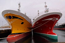 Pelagic fishing vessels &#39;Charisma&#39; and &#39;Serene&#39; moored in Symbister Harbour, Whalsay, Shetland Islands, November 2013. All non-editorial uses must be cleared individually.