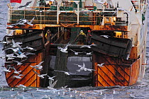 Gulls flocking as fishing net is hauled on board the stern trawler &#39;Farnella&#39; on the North Sea, November 2013. All non-editorial uses must be cleared individually.