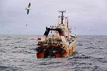 Hull registered trawler &#39;Farnella&#39; fishing for Saithe on the North Sea, November 2013. All non-editorial uses must be cleared individually.