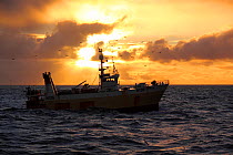 Hull registered trawler &#39;Farnella&#39; fishing for Saithe on the North Sea at sunset, November 2013. All non-editorial uses must be cleared individually.